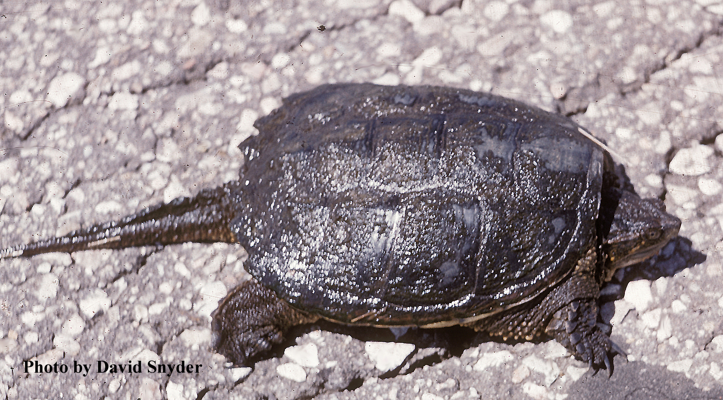 Chelydra serpentina (Linnaeus) – Snapping Turtle