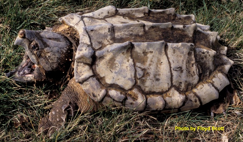 Macrochelys temminckii (Troost in Harlan) – Alligator Snapping Turtle