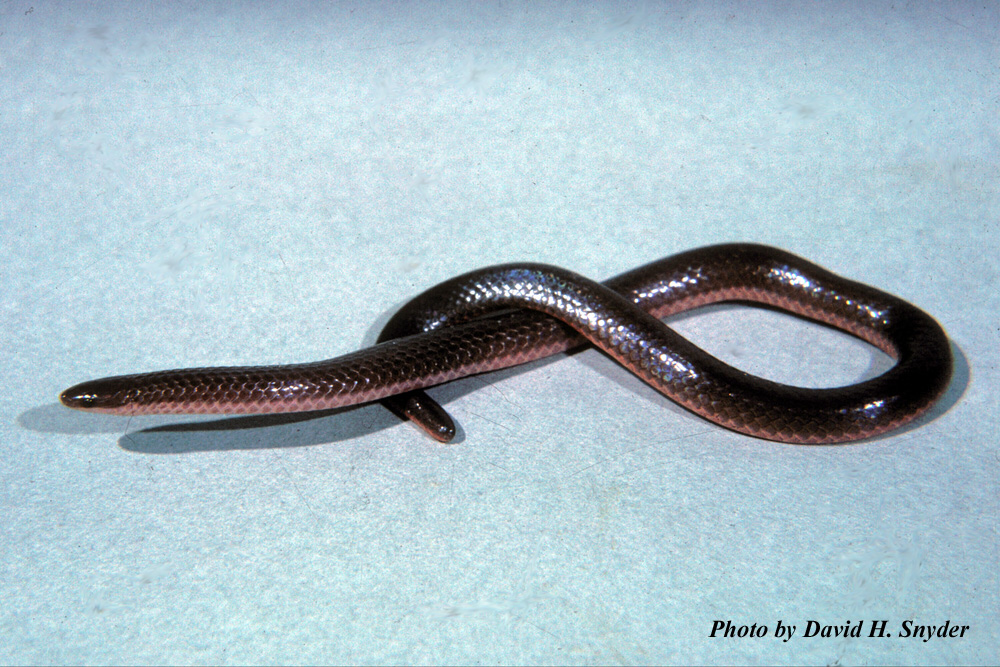 Carphophis amoenus (Say) – Eastern Wormsnake
