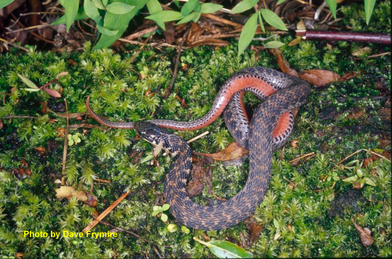 Clonophis kirtlandii (Kinnicott) – Kirtland's Snake