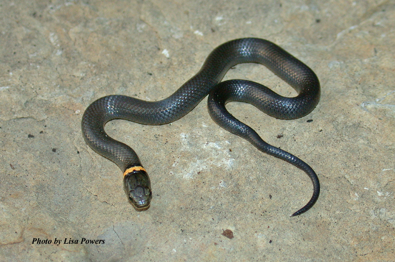 Diadophis punctatus (Linnaeus) – Ring-necked Snake