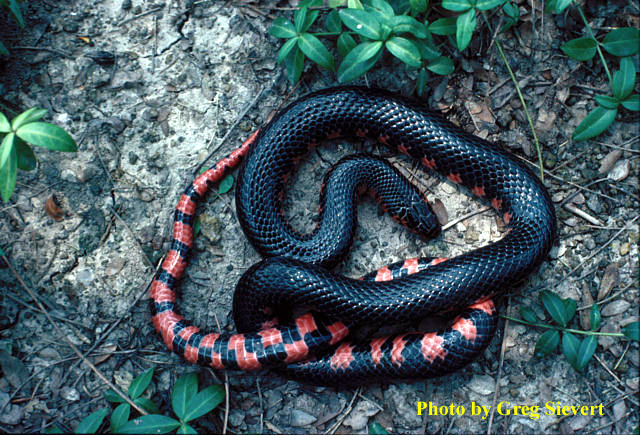 Farancia abacura (Holbrook)  Red-bellied Mudsnake