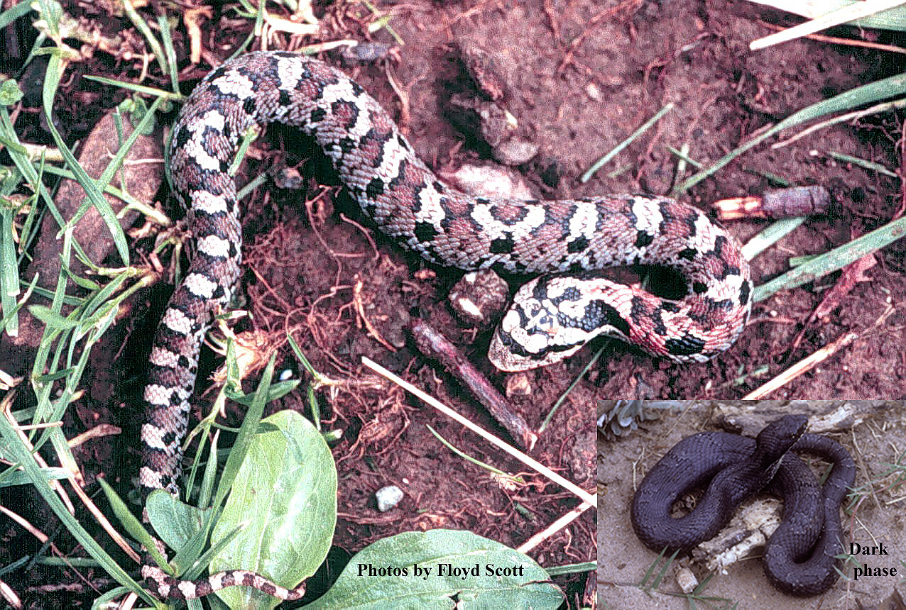 Heterodon platirhinos Latreille – Eastern Hog-nosed Snake