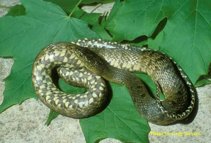 Nerodia cyclopion (Duméril, Bibron and Duméril) – Mississippi Green Watersnake