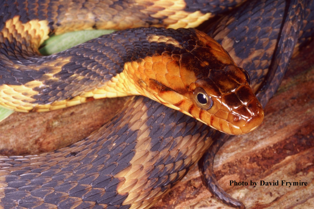 Nerodia fasciata (Linnaeus) – Southern Watersnake