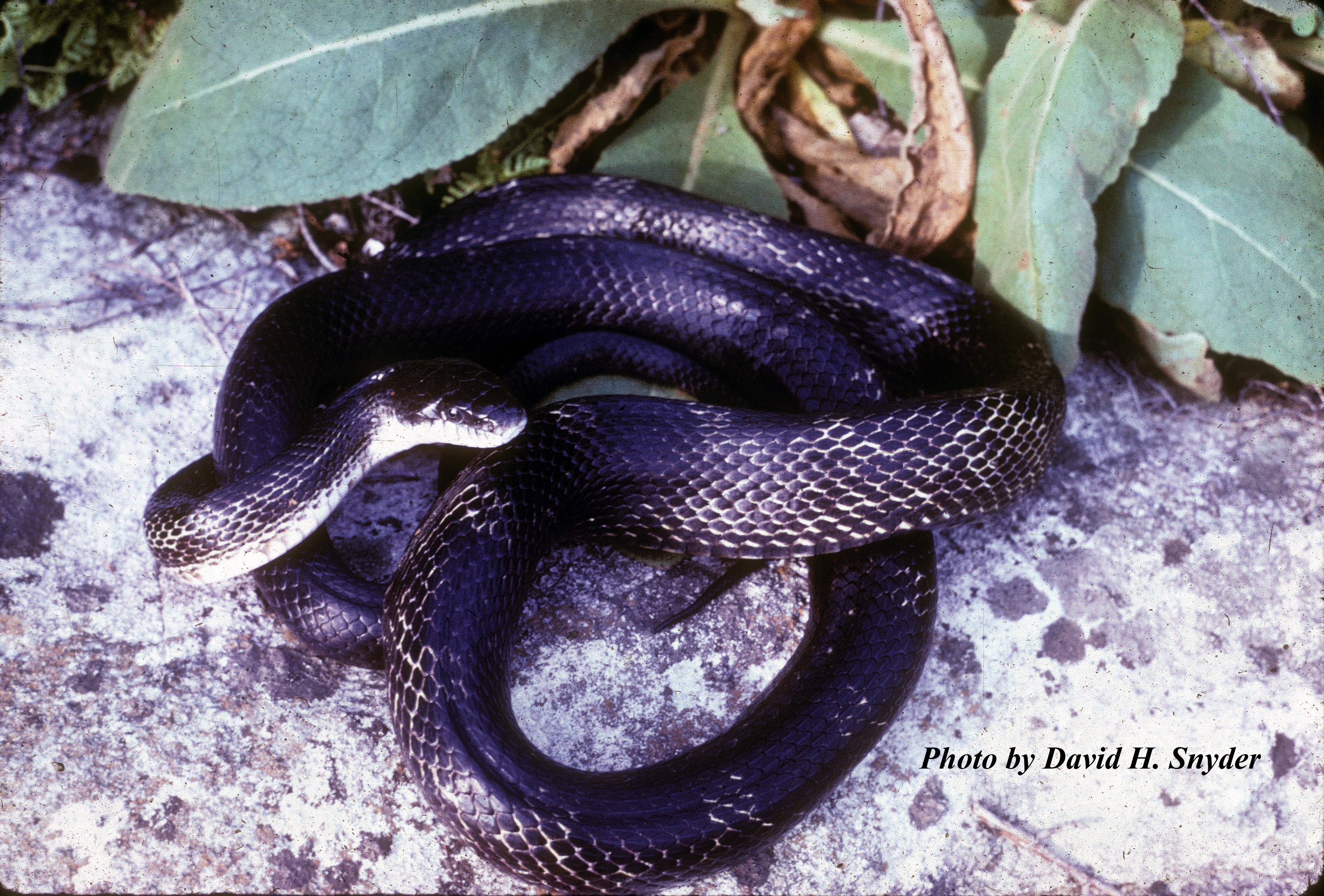 Pantherophis spiloides (Duméril, Bibron and Duméril) – Gray Ratsnake