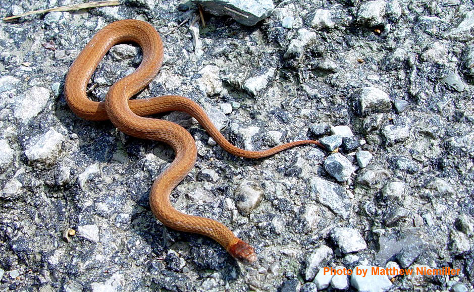 Storeria occipitomaculata (Storer) – Red-bellied Snake