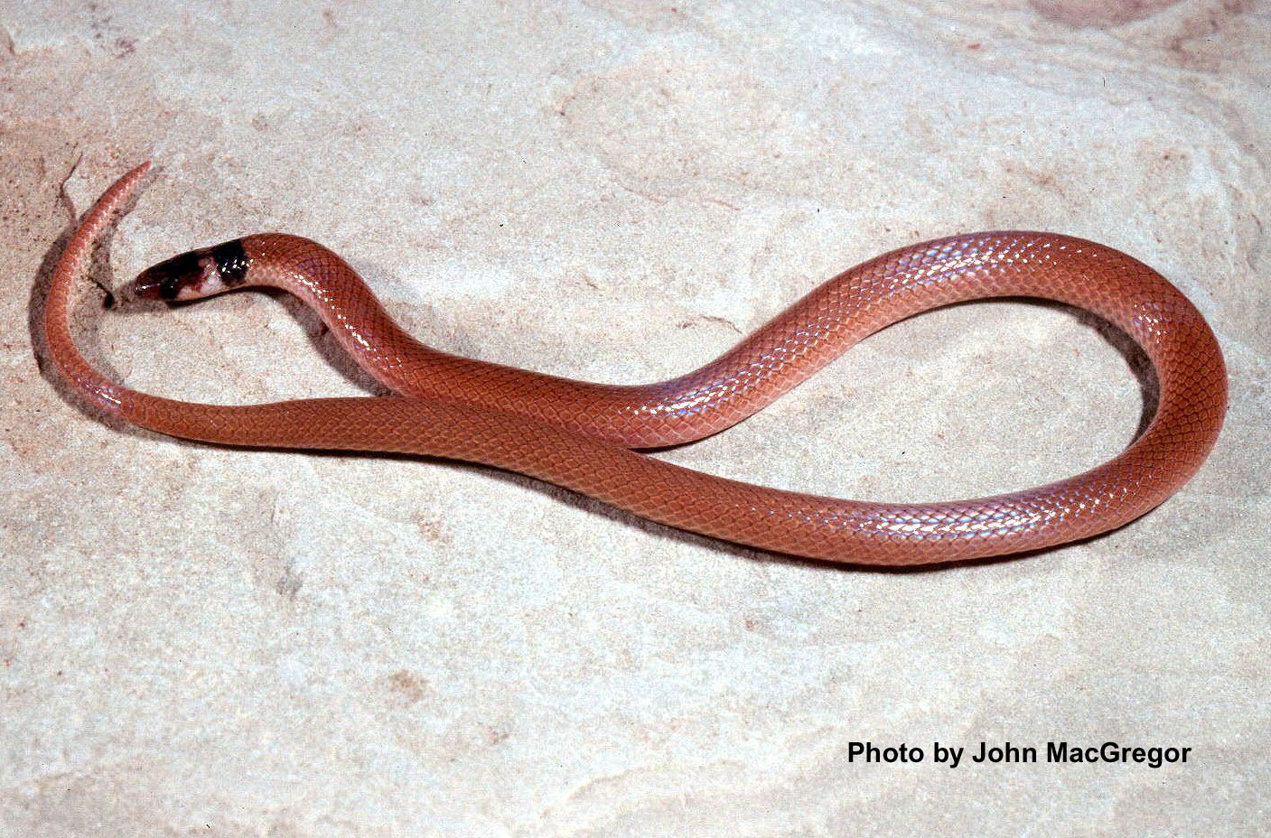 Tantilla coronata Baird and Girard – Southeastern Crowned Snake