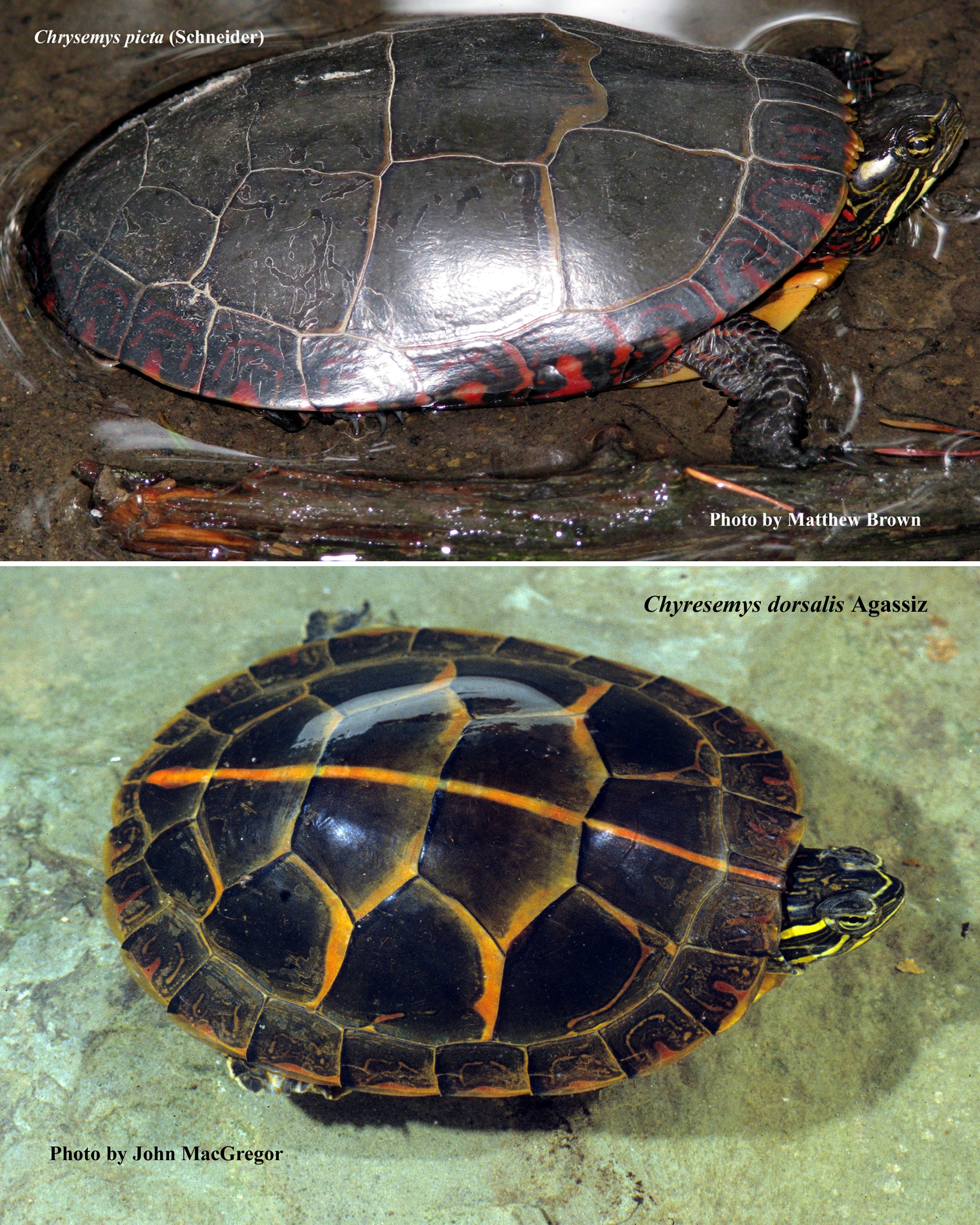 Chrysemys picta (Schneider) – Painted Turtle and <em>Chrysemys dorsalis </em> Agassiz - Southern Painted Turtle