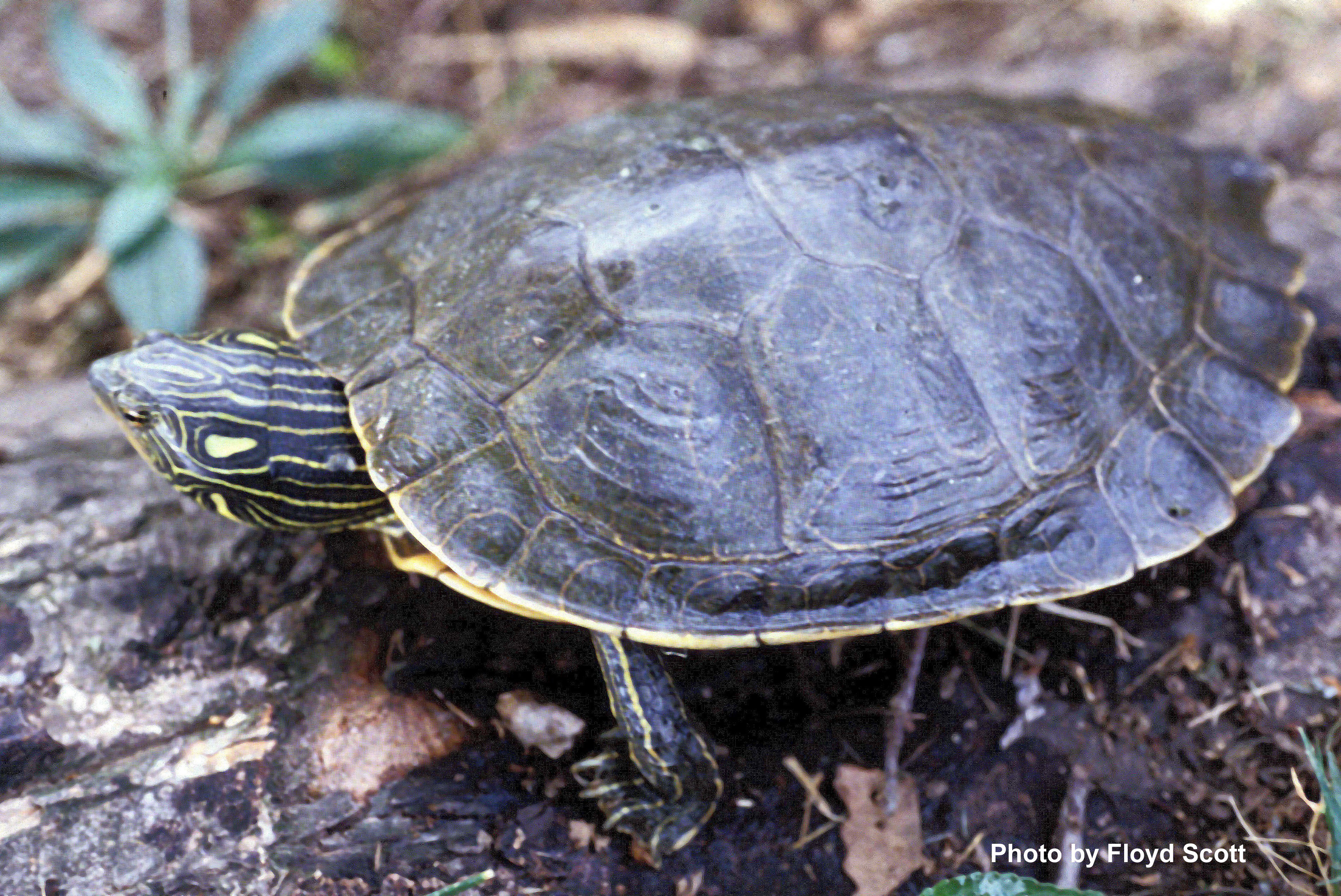 Graptemys geographica (LeSueur) – Northern Map Turtle