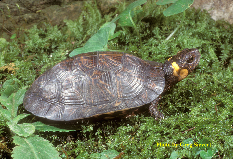 Glyptemys muhlenbergii (Schoepff) – Bog Turtle