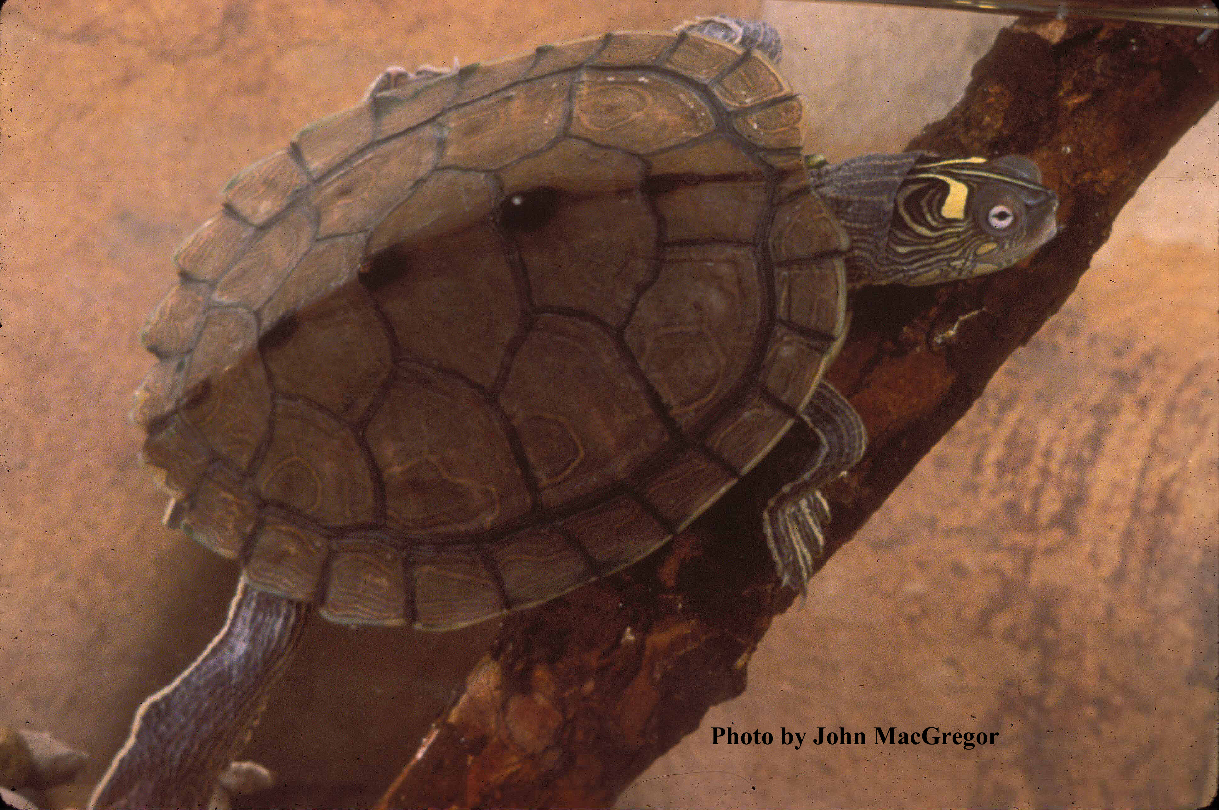 Graptemys ouachitensis Cagle – Ouachita Map Turtle