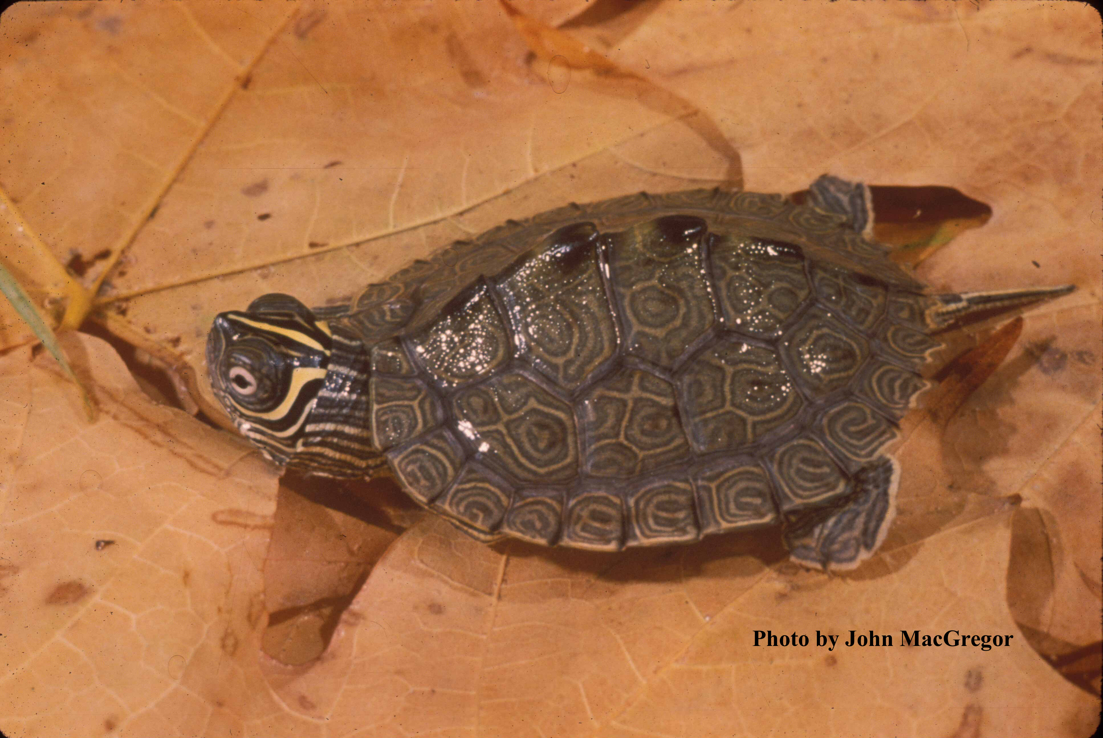 Graptemys pseudogeographica (Grau) – False Map Turtle
