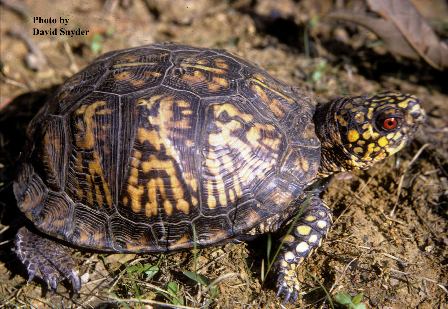 Terrapene carolina (Linnaeus) – Eastern Box Turtle