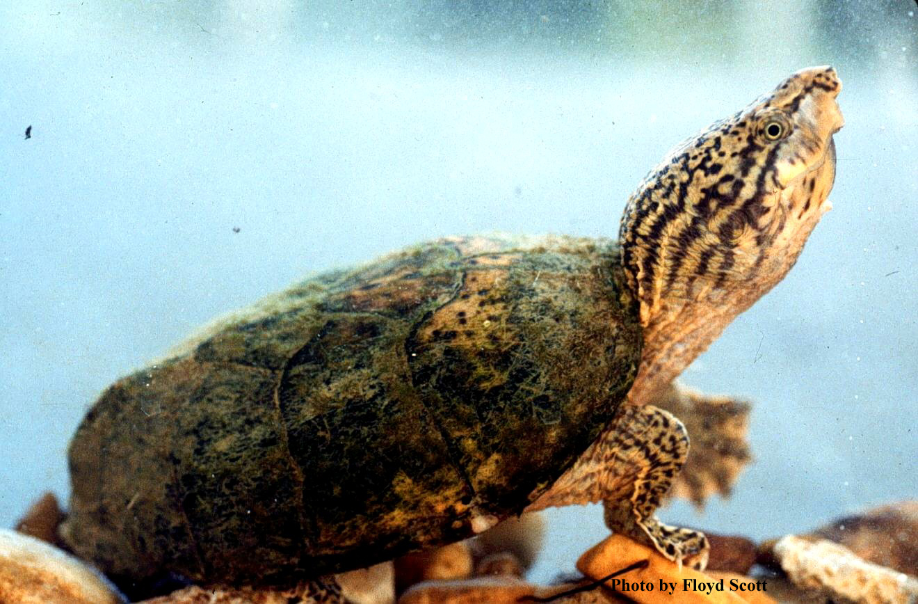 Sternotherus minor (Agassiz) – Loggerhead Musk Turtle