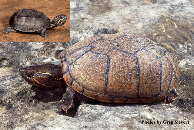 Sternotherus odoratus (Latreille) – Eastern Musk Turtle