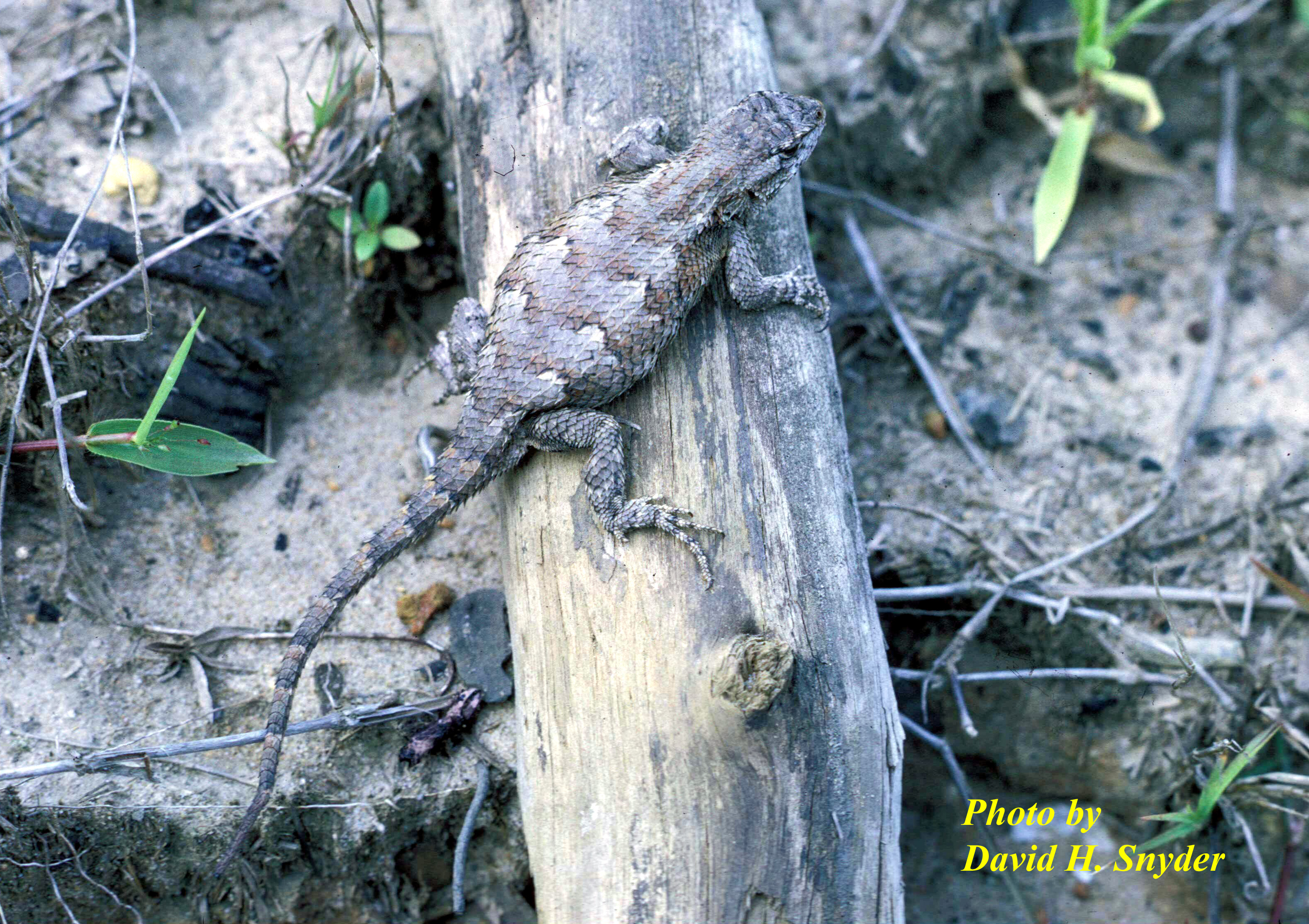 Sceloporus undulatus (Bosc and Daudin) - Eastern Fence Lizard