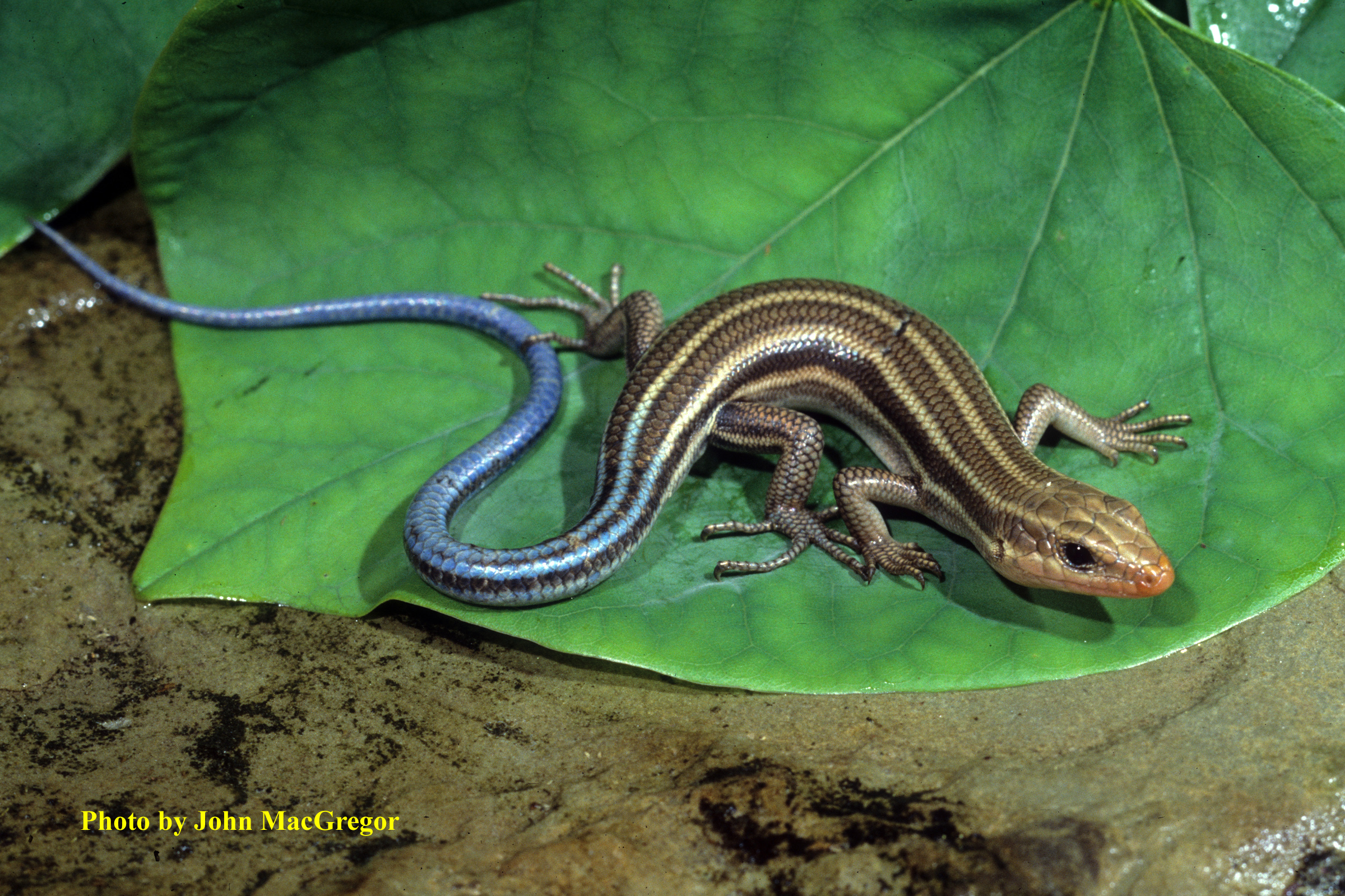 Plestiodon fasciatus (Linnaeus) – Common Five-lined Skink