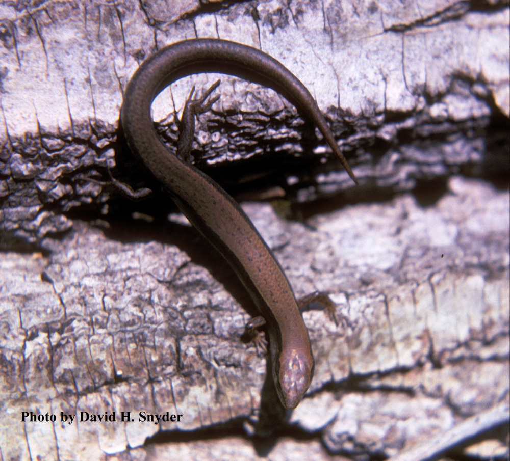 Scincella lateralis (Say in James) – Little Brown Skink