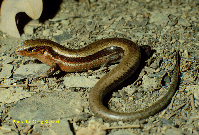 Plestiodon anthracinus (Baird) – Coal Skink