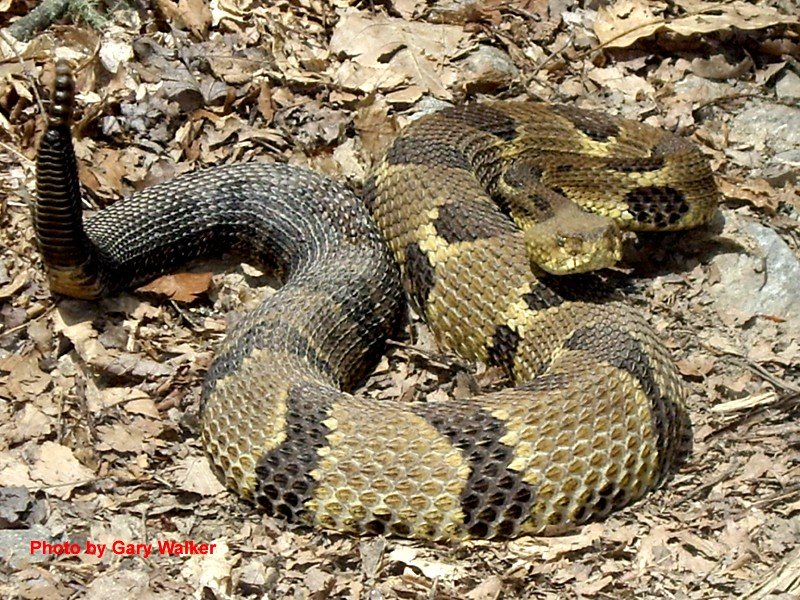 Crotalus horridus Linnaeus – Timber Rattlesnake
