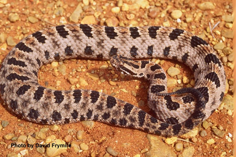 Sistrurus miliarius (Linnaeus) – Pygmy Rattlesnake