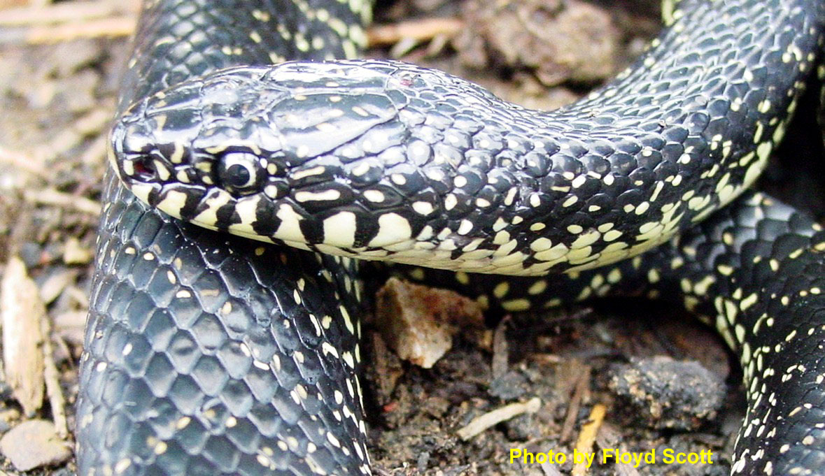 Atlas of Reptiles in Tennessee