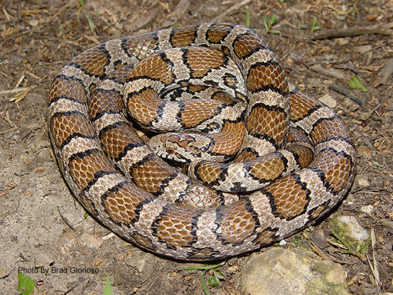 Lampropeltis triangulum (Lacépède) – Milksnake
