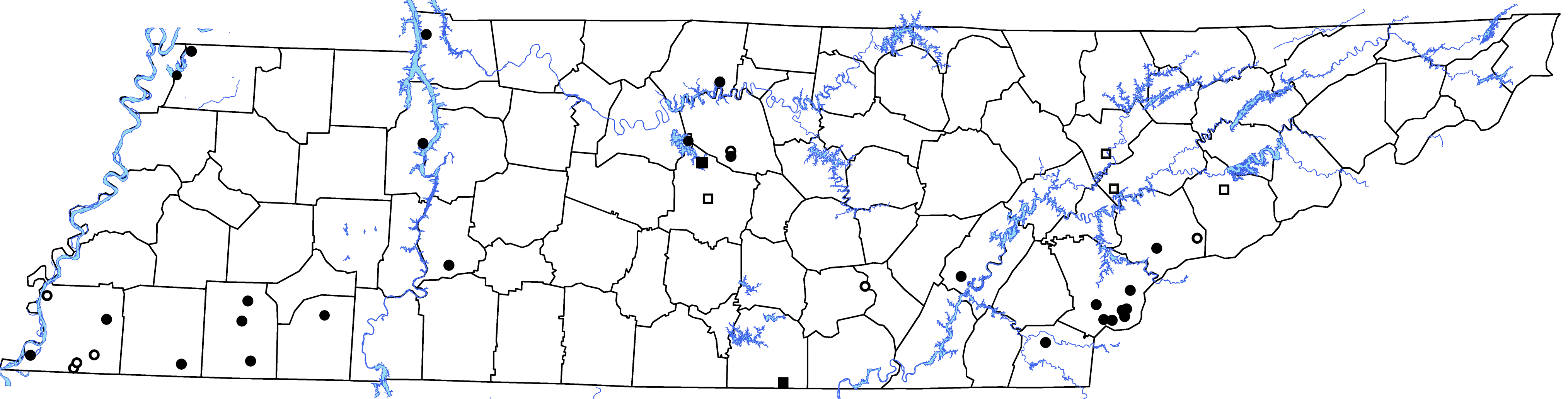 Plestiodon inexpectatus Taylor – Southeastern Five-lined Skink