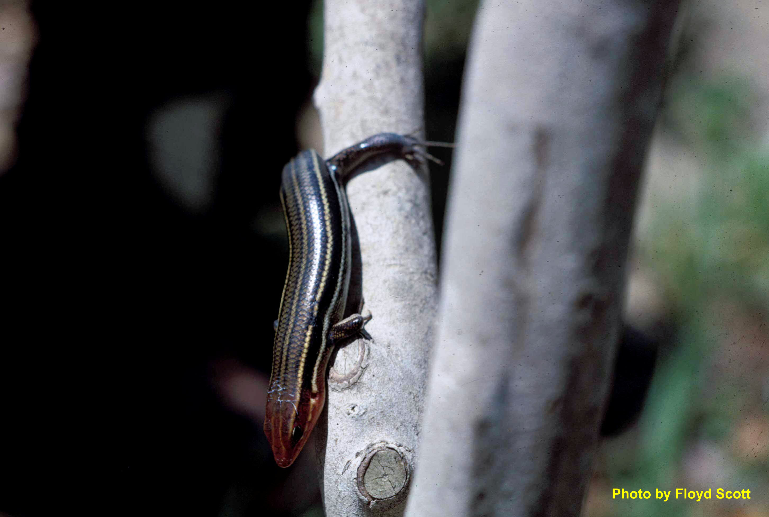 Plestiodon inexpectatus Taylor – Southeastern Five-lined Skink