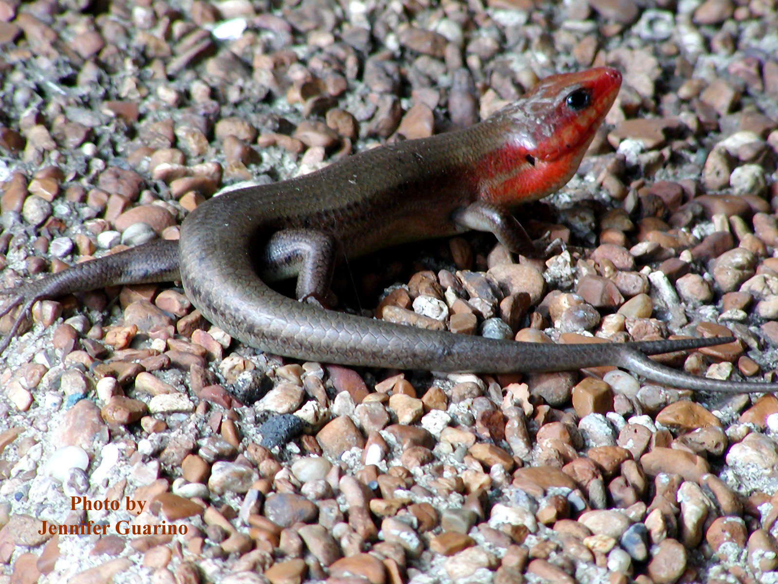 Plestiodon laticeps (Schneider) – Broad-headed Skink
