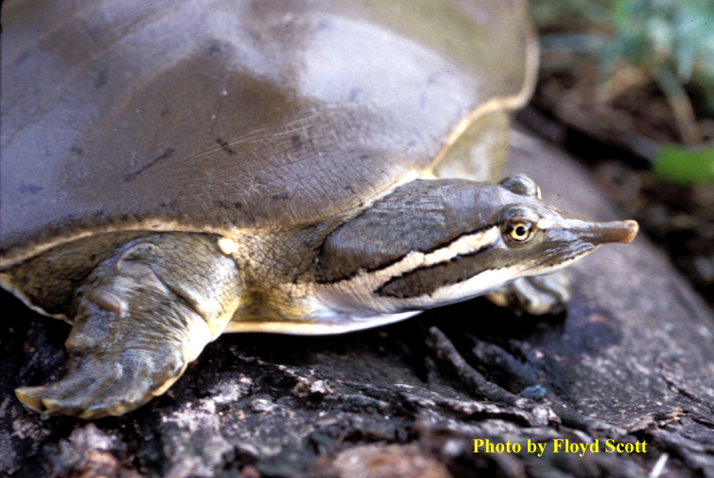 Apalone mutica (Lesueur)  Smooth Softshell